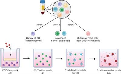 An advanced in vitro human mucosal immune model to predict food sensitizing allergenicity risk: A proof of concept using ovalbumin as model allergen